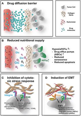 Extracellular Matrix in the Tumor Microenvironment and Its Impact on Cancer Therapy